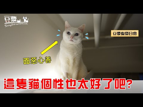 【豆漿俊榮日常】這隻貓個性也太好了吧… 面惡心善?