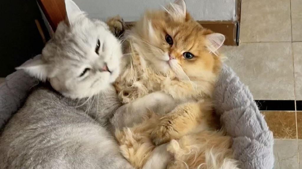 【麻蛋和丑丑】想当猫咪老大,要给它舔毛舔屁股哟~