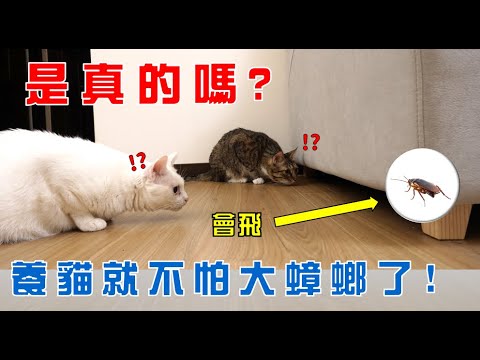 【豆漿 – SoybeanMilk】怕大蟑螂的都給我進來!讓妳們看看貓咪的厲害!