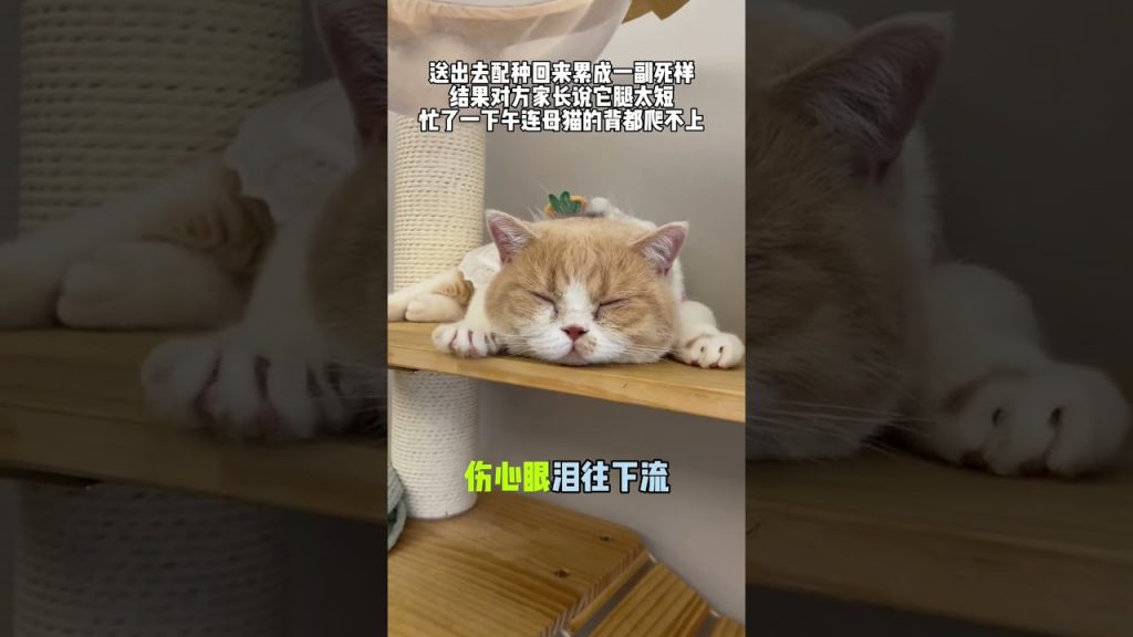 【#麻蛋和丑丑】被家里两只母猫绿了后,我只好把它送出去配种,结果……#猫咪的迷惑行为