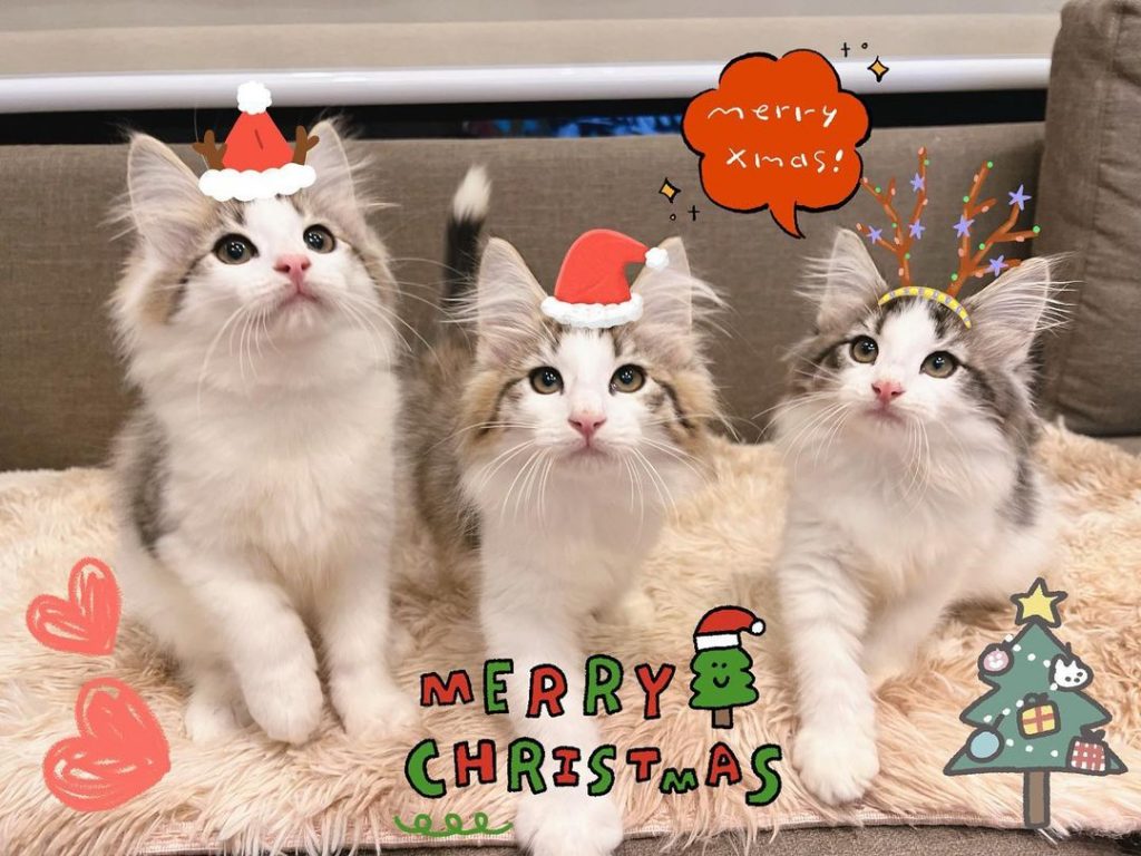 #I胎寶寶
#Ice #icecream | ibeauty