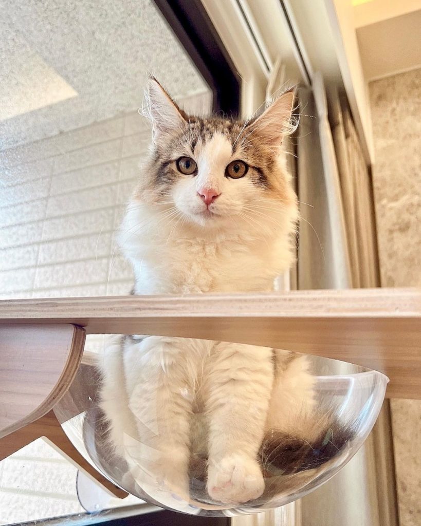 #J胎寶寶 #Juice #boy
有 | ibeauty