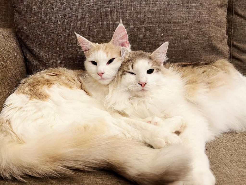 #星月
#藍銀琥珀 #藍琥珀
你儂我 | ibeauty