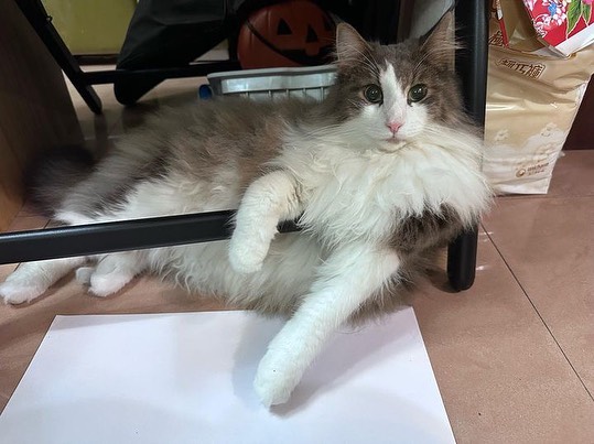 生日快樂藍色系的寶貝們
補一個3/14生 | ibeauty