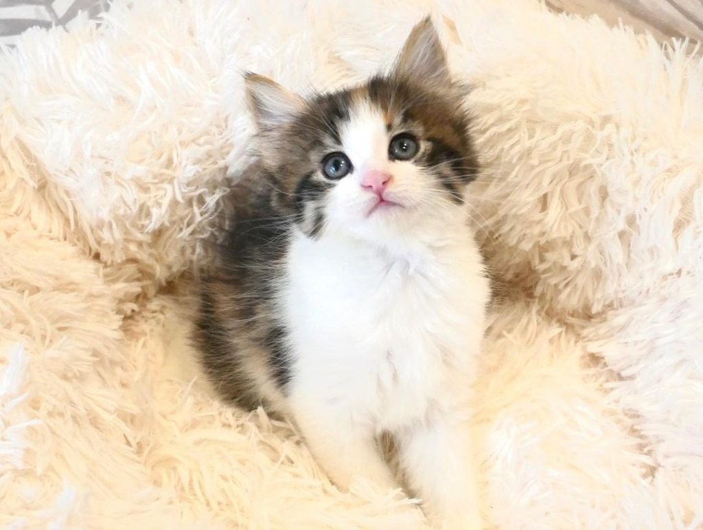 #L胎寶寶
堪稱B胎的學弟妹
滿月照來 | ibeauty