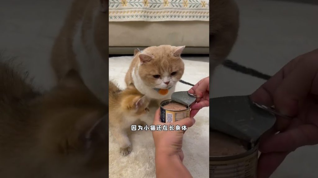 【#麻蛋和丑丑】当小奶猫第一次尝试猫酒!#猫咪的迷惑行为 #它真的好像个小宝宝