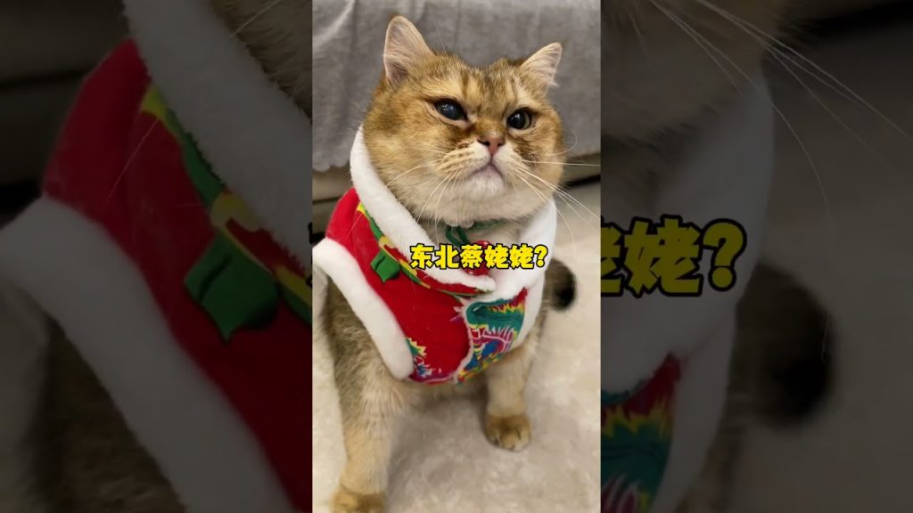 【#麻蛋和丑丑】女朋友是如何区别对待前女友留下的猫?#如果感到幸福你就拍拍拍 #华为影像XMAGE #华为Mate60 #华为Mate60Pro