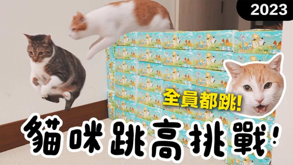 【黃阿瑪的後宮生活】2023貓咪跳高挑戰!全員都跳!
