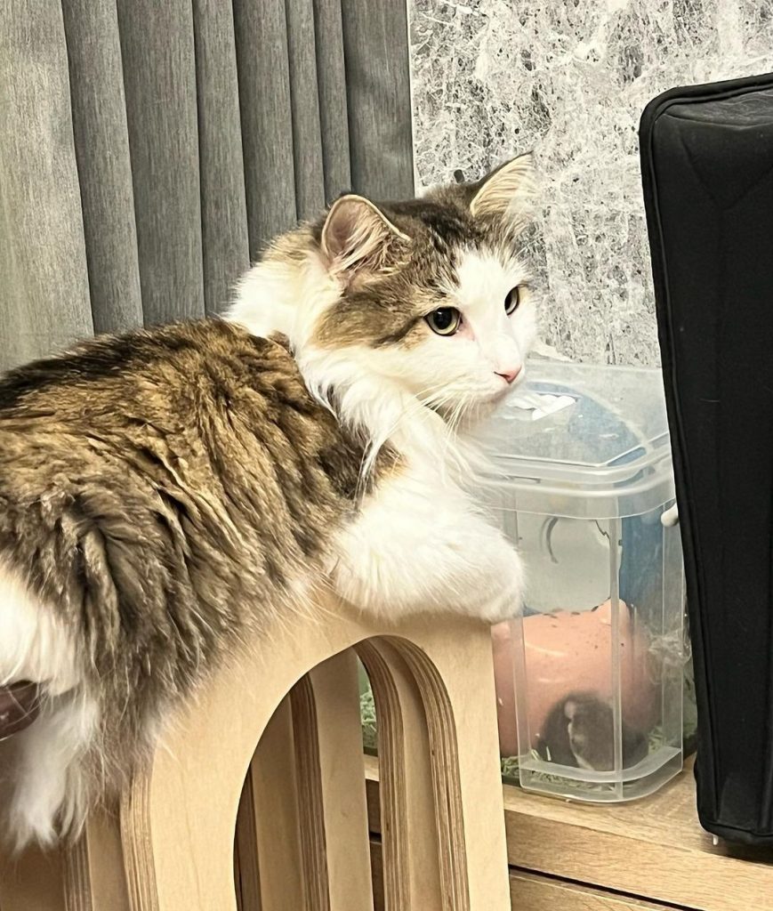 #貓舍日常
解鎖貓砂箱新用法
當成瞭望台 | ibeauty