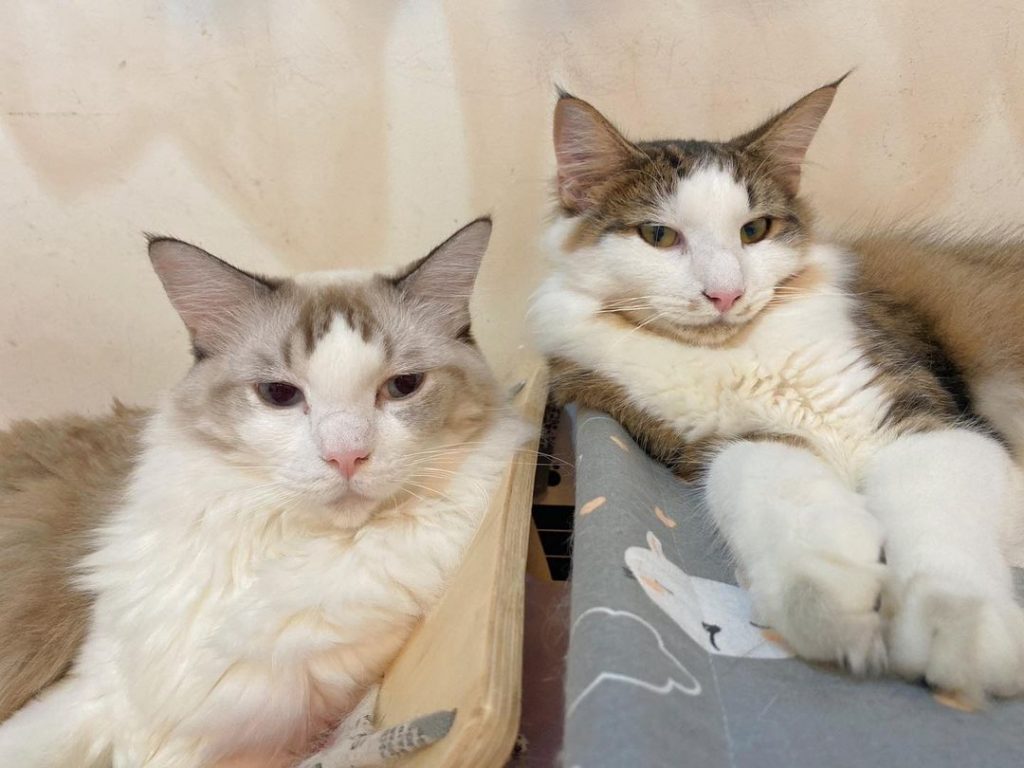 #家長分享 #Dlitter
傳說中
明 | ibeauty