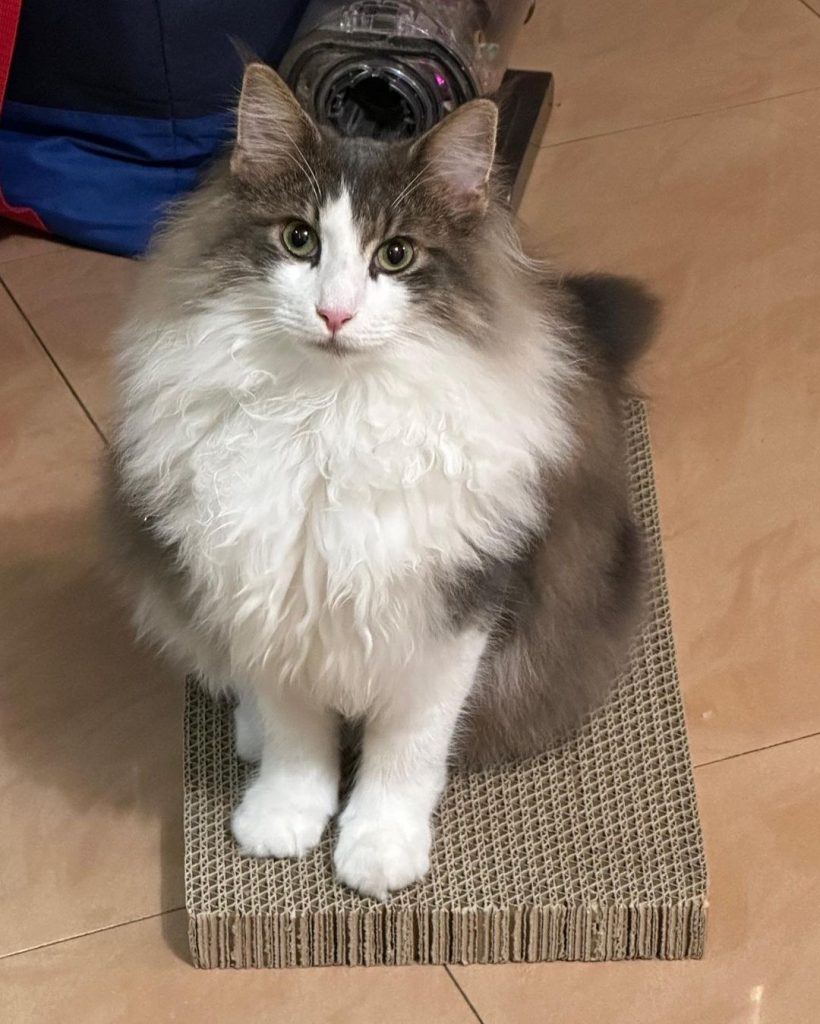 #家長分享 #已有家長 #胖胖
胖胖跟名 | ibeauty