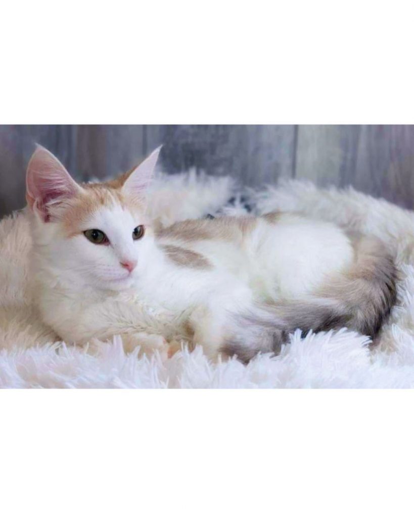 #新成員加入 #星月 #stellal | ibeauty