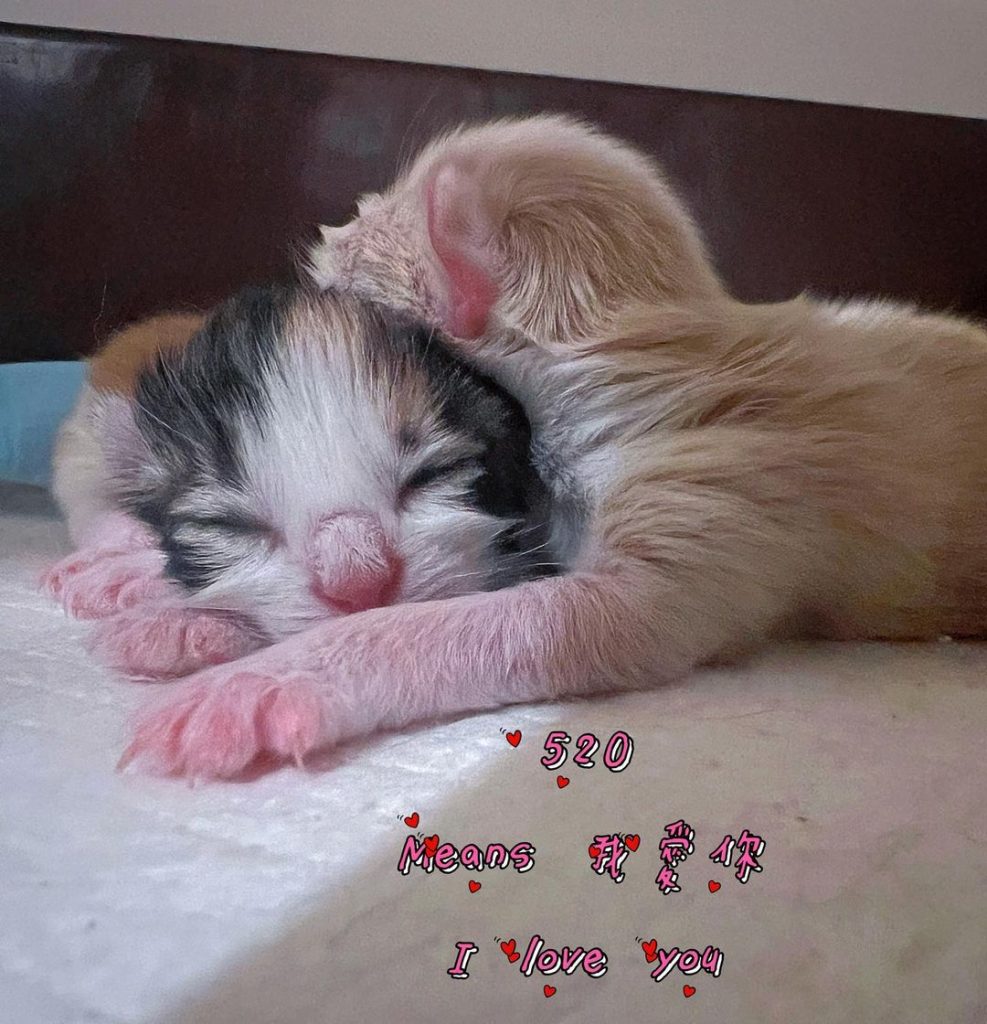 #L胎寶寶
趕在520前夕出生的寶寶
剛 | ibeauty