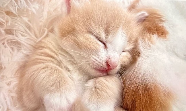 #L胎寶寶 #Luna
連視訊截圖都可以 | ibeauty