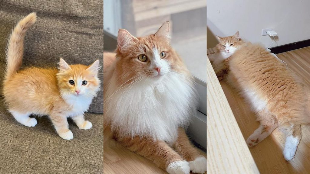 #E胎寶寶 #Elitter #家長分享 | ibeauty