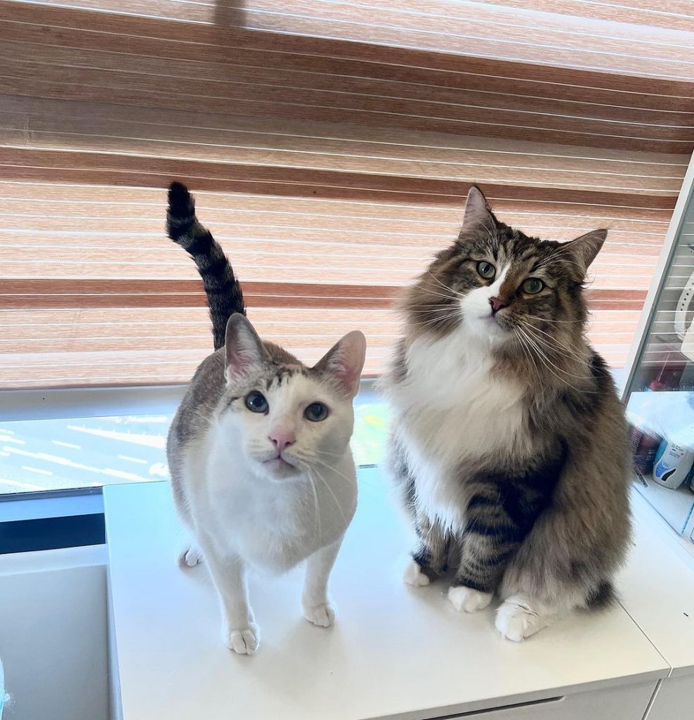 #E胎寶寶 #mufasa #安親日記
| ibeauty