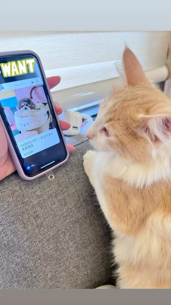 養貓貓前要三思
購物預算常常會被無辜渴望 | ibeauty