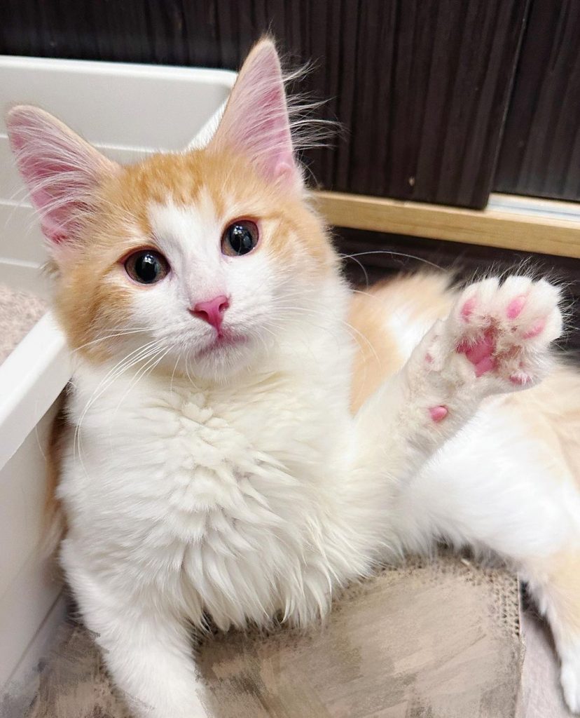 #k胎寶寶 #kiyomi
尷尬,不失 | ibeauty