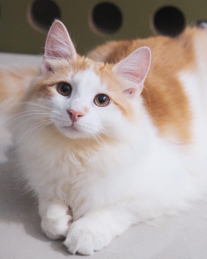 J胎寶寶們一歲生日快樂
#maru #J | ibeauty