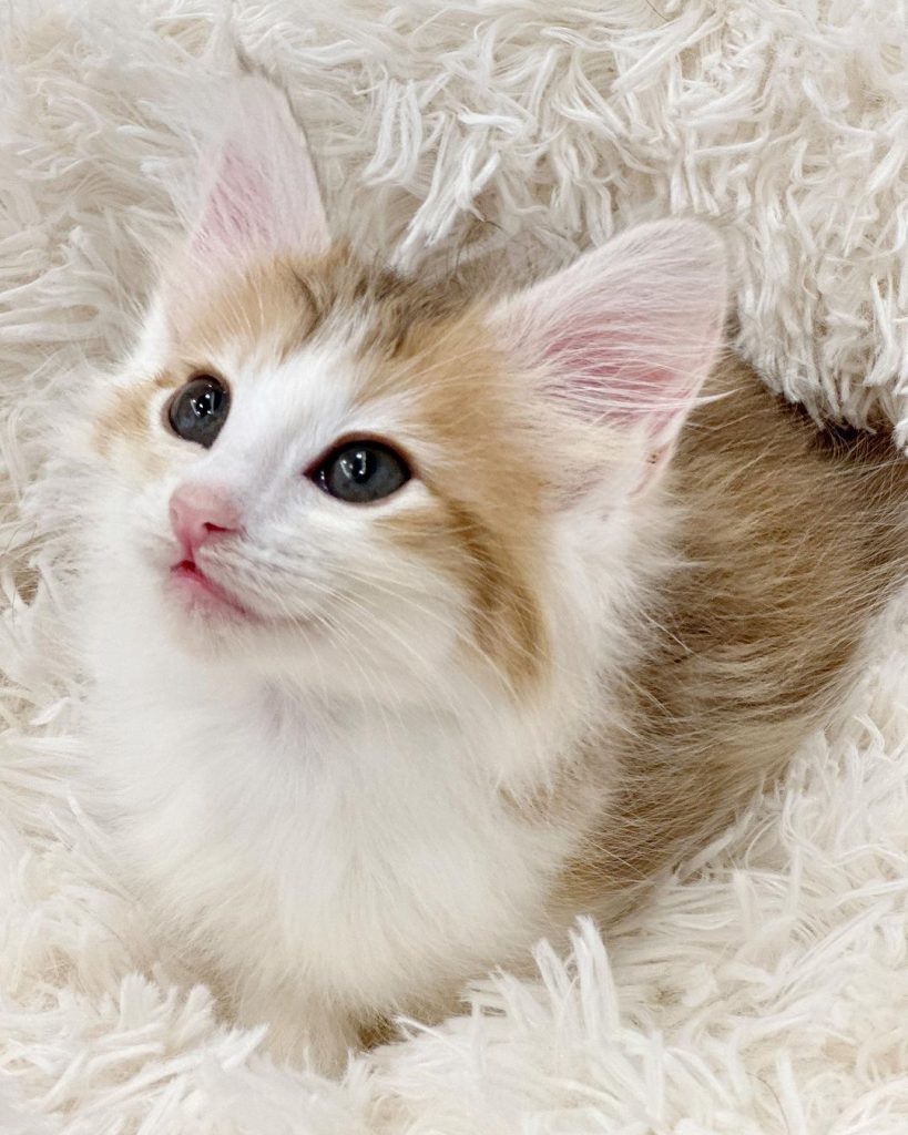 #M胎寶寶 #琥珀色
挪威森林貓特有的顏 | ibeauty