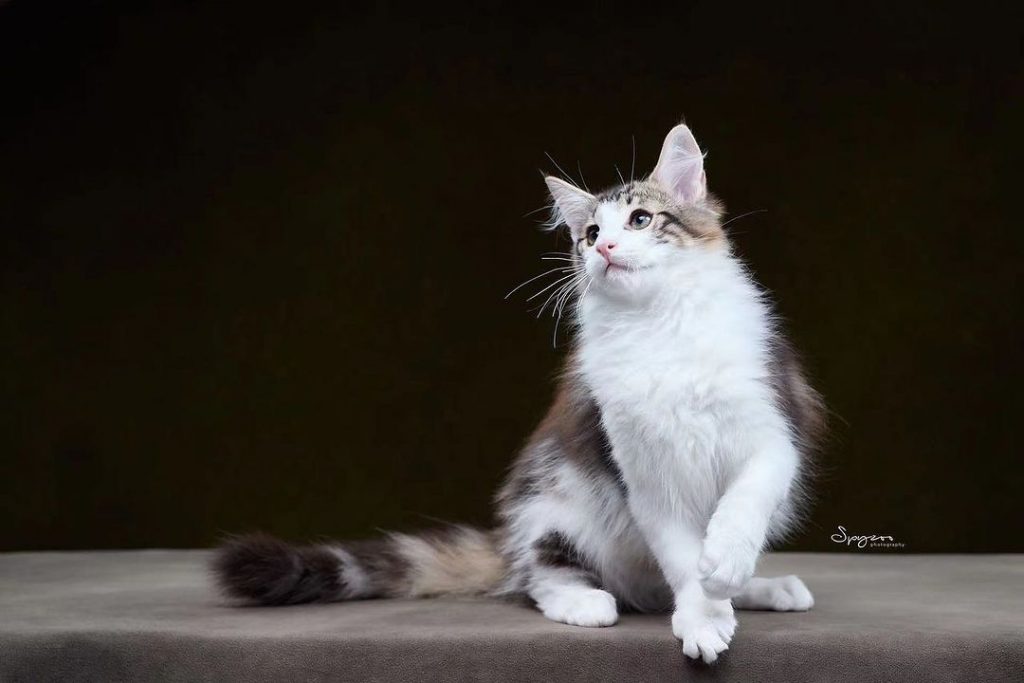 #班底介紹 #OriginalHeart | ibeauty