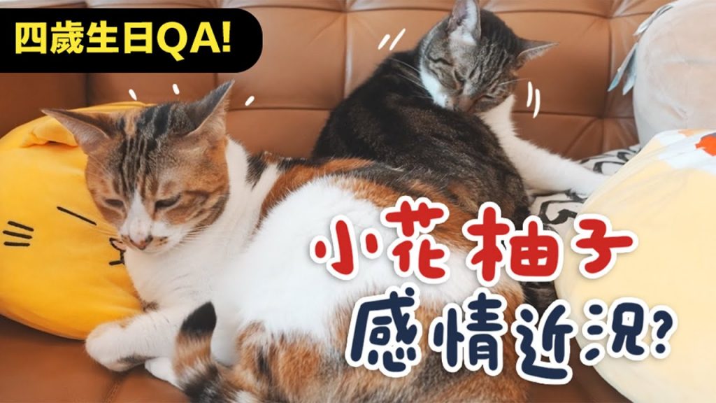【小花四歲生日QA!跟柚子感情近況?】志銘與狸貓