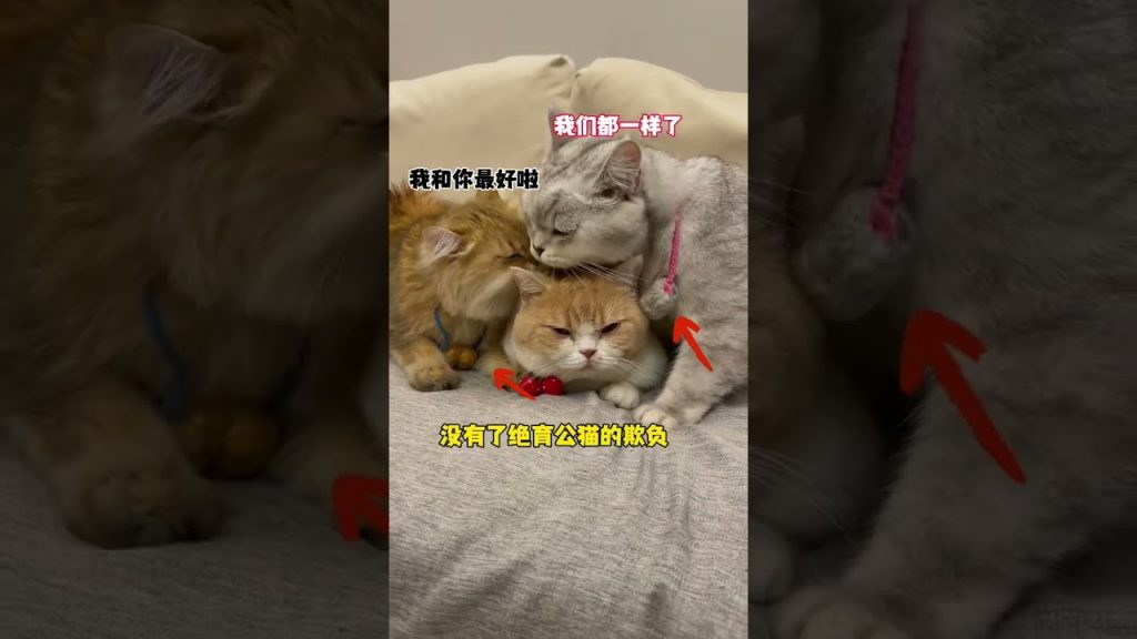 【#麻蛋和丑丑】看了噬元兽,我家猫突然变强了