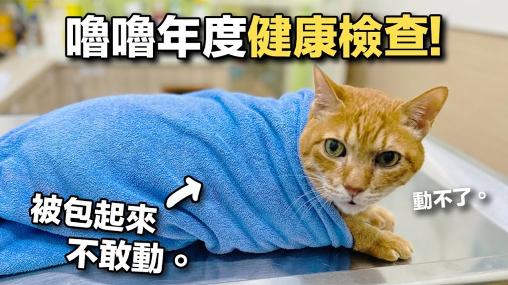 【黃阿瑪的後宮生活】嚕嚕年度健康檢查!被包起來不敢動