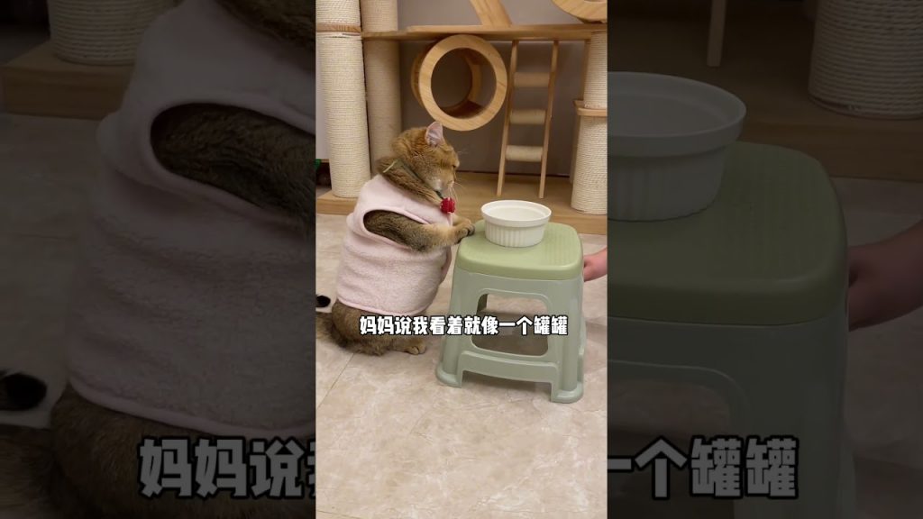 【#麻蛋和丑丑】寒心,真正的心寒#猫咪的迷惑行为 #小猫咪三分迷茫七分呆滞