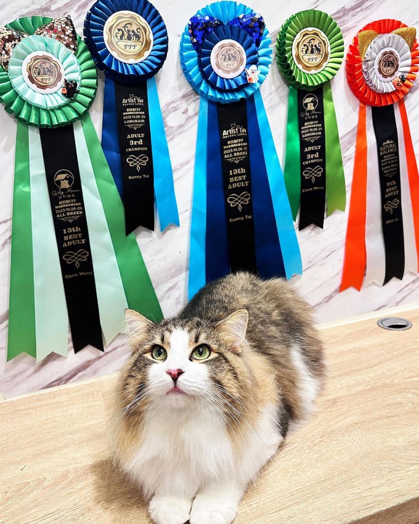 #fff愛貓者友盟
快閃了一天的比賽
| ibeauty