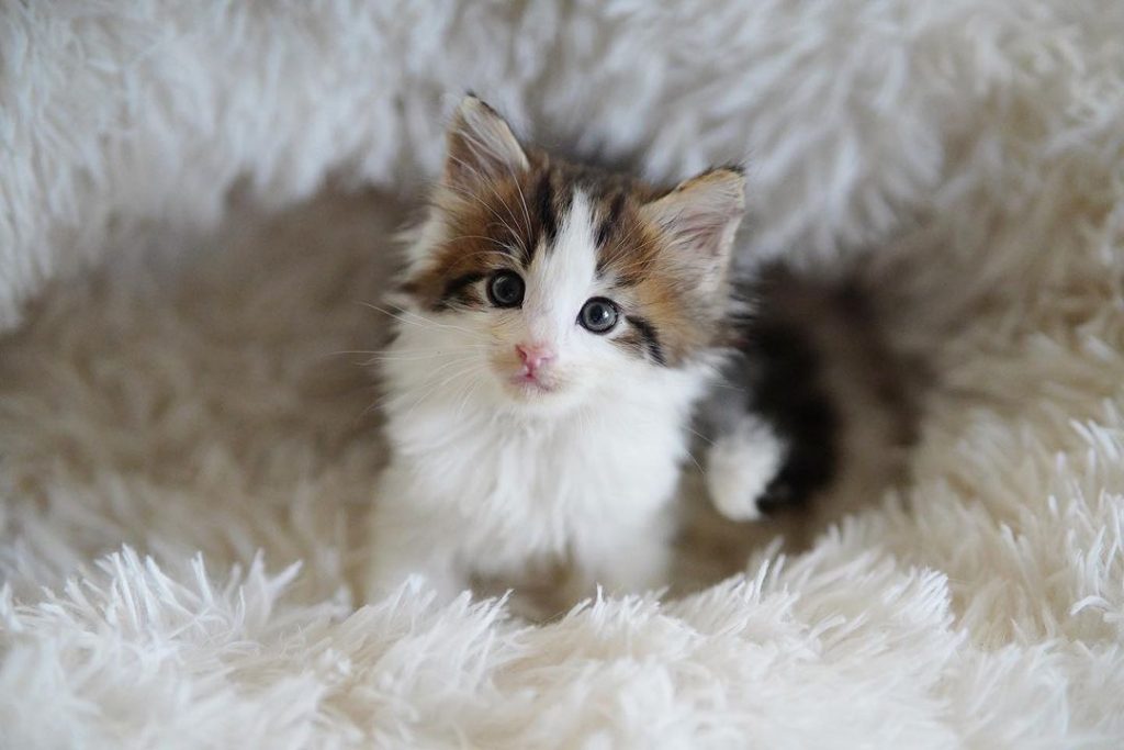 #Olitter #O胎寶寶 #棕虎斑大 | ibeauty