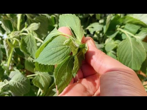 每年都愛做的紫蘇辣椒醬,不僅可以燒魚燒蝦,拌面夾饅頭拌特好吃【留意美食】#紫蘇辣椒醬 #紫蘇 #辣椒酱 #condiments #chilli