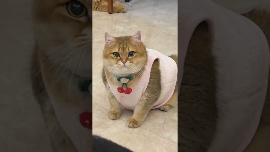 【#麻蛋和丑丑】生孩子对猫咪颜值影响有多大?#猫咪的迷惑行为 #婚姻 #猫咪生宝宝