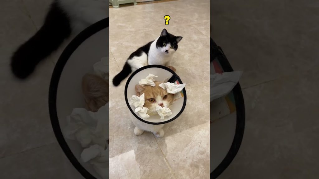 【#麻蛋和丑丑】这个垃圾桶好像有点不情愿啊!#猫咪的迷惑行为