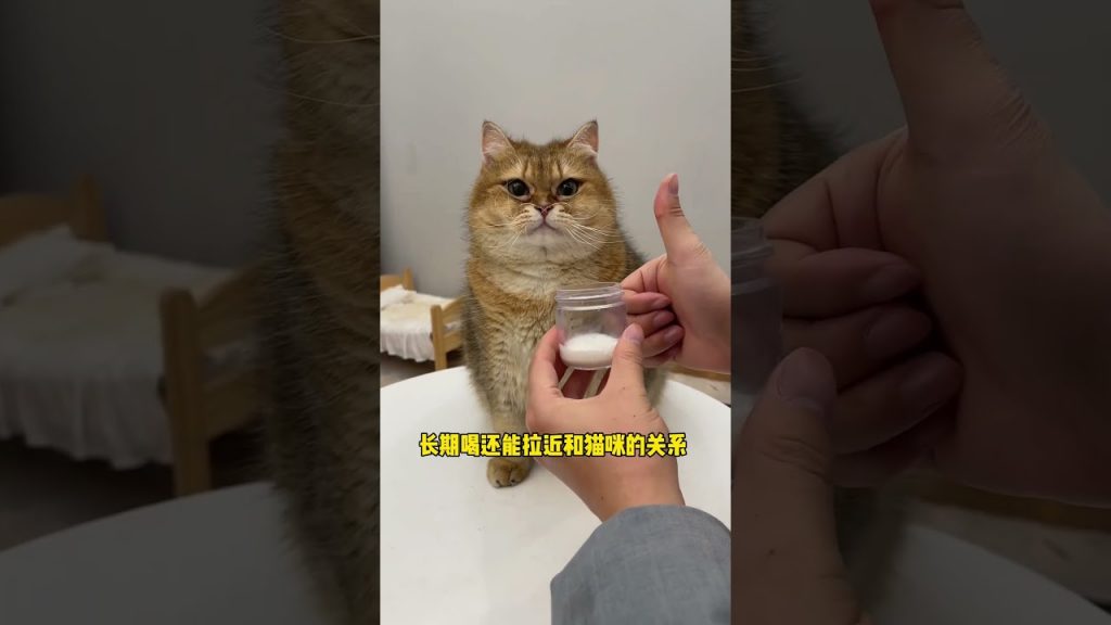 【#麻蛋和丑丑】猫咪越肥,猫奶味道更佳!#猫咪的迷惑行为 #心思全写在脸上的猫
