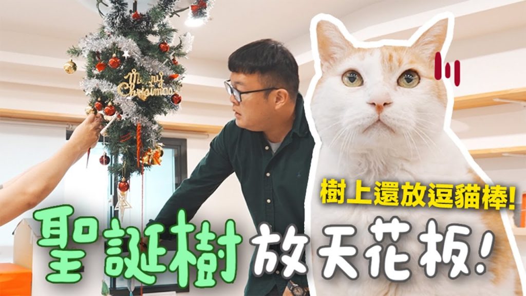 【黃阿瑪的後宮生活】聖誕樹放天花板!樹上還放逗貓棒!