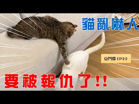 【豆鬥榮 EP22】貓咪愛嚇人,要被報仇了…咦!?