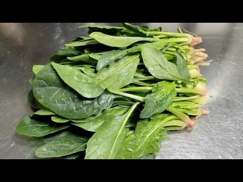 炒菠菜到底要不要焯水?很多人都不知道,大廚教你正確做法,收藏 【留意美食】#菠菜 #菠菜的做法 #菠菜料理 #菠菜食譜 #中國菜