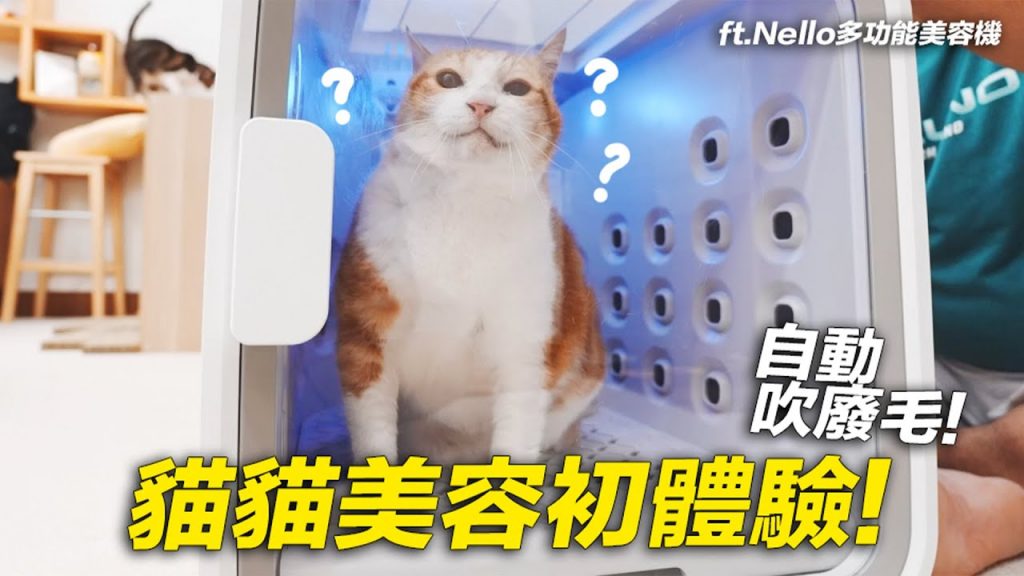 【貓貓美容初體驗!自動吹廢毛!】志銘與狸貓