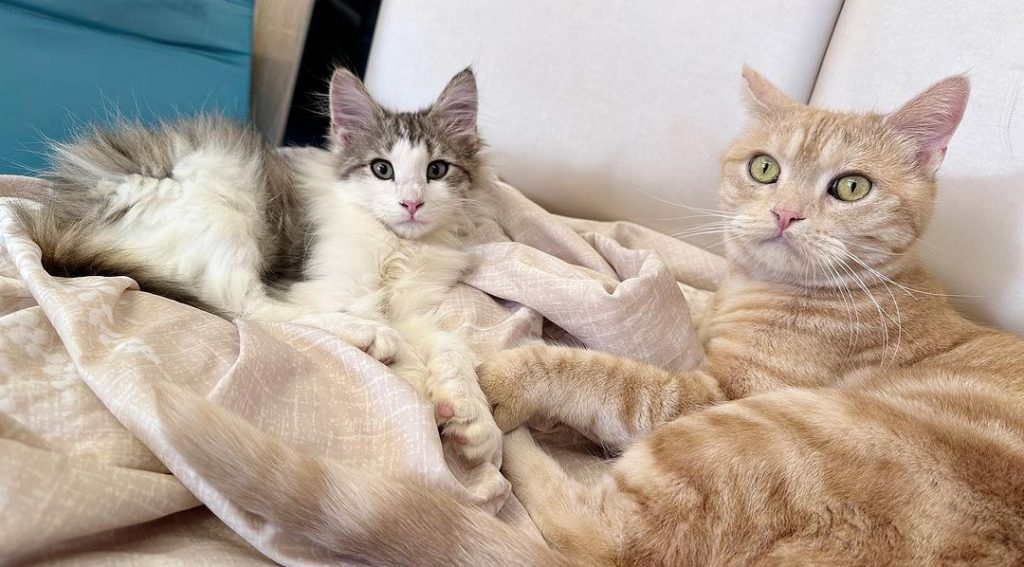 一定很多人會很好奇 #家庭式貓舍 跟寵物 | ibeauty