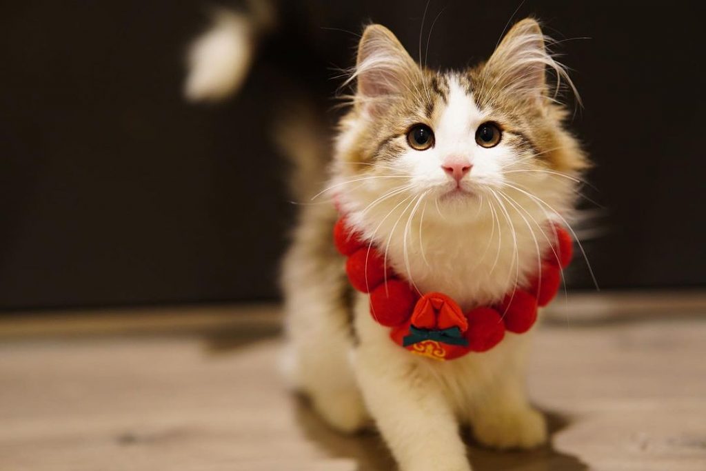 #O胎寶寶 #Olitter #Oki | ibeauty