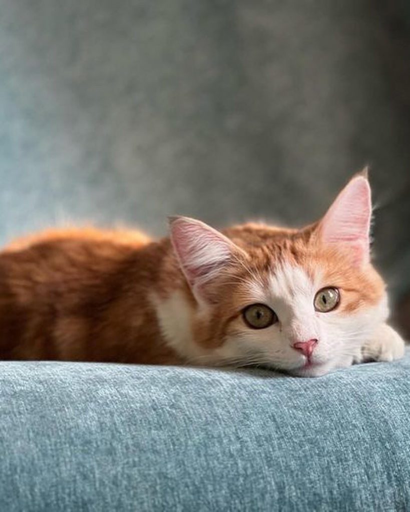 #家長分享 #M胎寶寶 #Miffy
美 | ibeauty