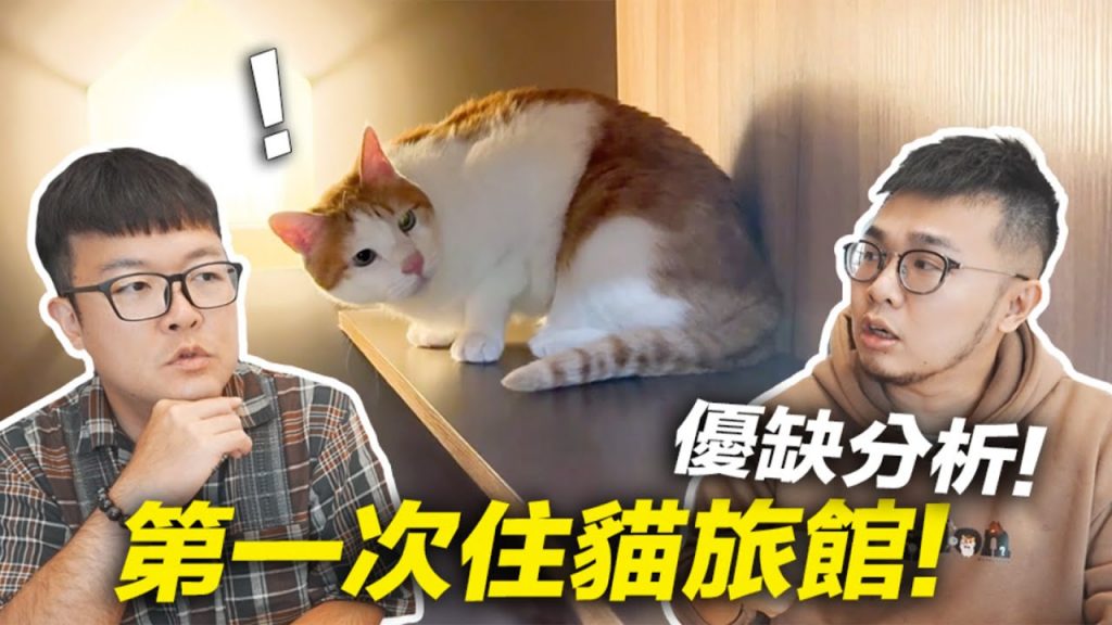 【第一次住貓旅館!優缺點分析!】志銘與狸貓