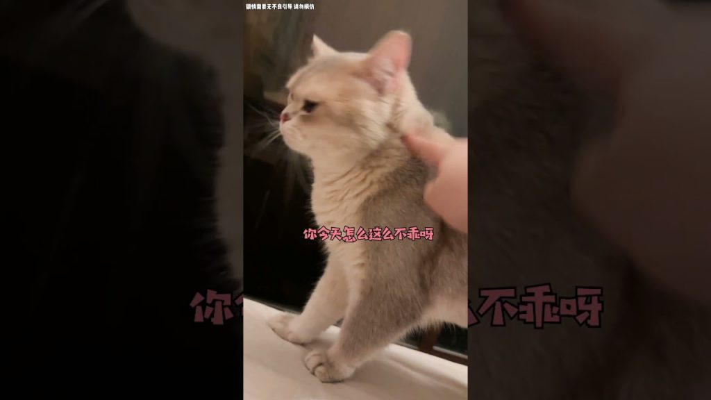 一隻鈍鈍少爺 【鈍鈍的日常】我的小貓也太暖男了吧