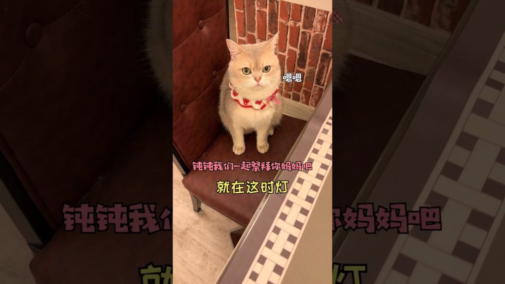 一隻鈍鈍少爺 【鈍鈍的日常】我家貓為什麽不讓我出門呢