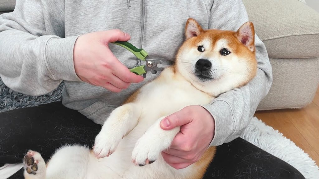 主人給狗狗剪指甲,柴犬嚇到彈飛,這場面太混亂了!