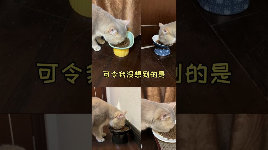 一隻鈍鈍少爺 【鈍鈍的日常】貓咪胖了之後,竟意外收獲了一門新技巧!