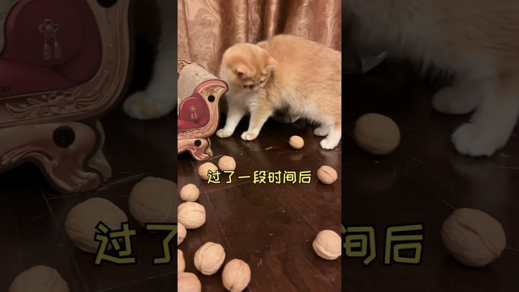 一隻鈍鈍少爺 【鈍鈍的日常】我的貓真的變聰明了