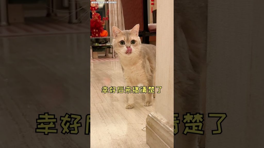 一隻鈍鈍少爺 【鈍鈍的日常】我真的遇到了👻新娘嗎🥺